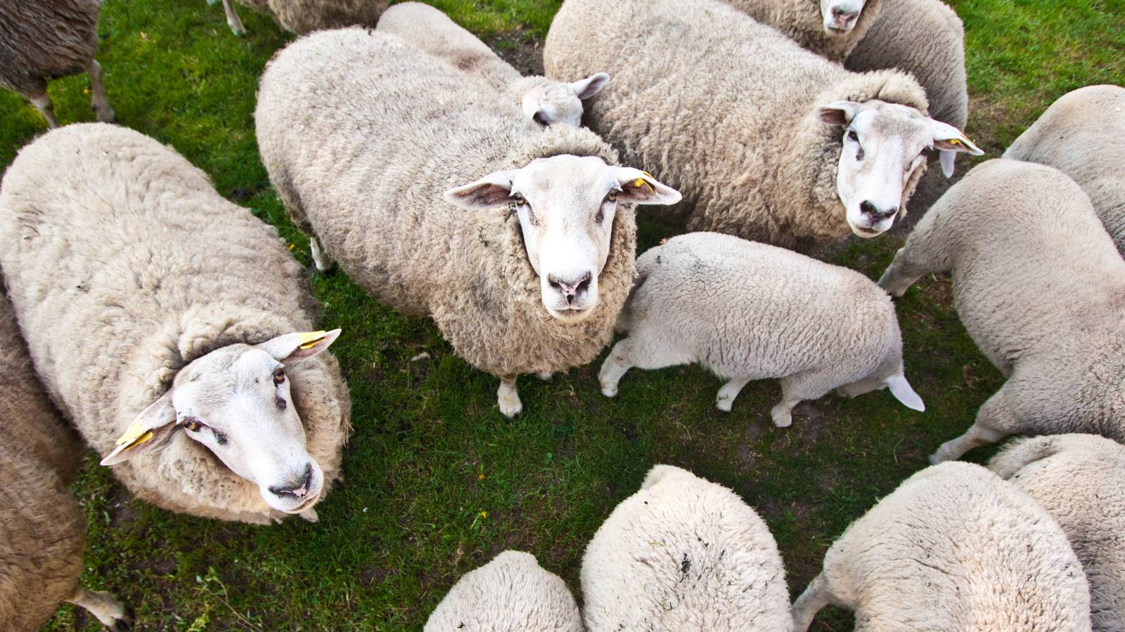 iSheep are real: Internet-connected sheep are roaming Wales