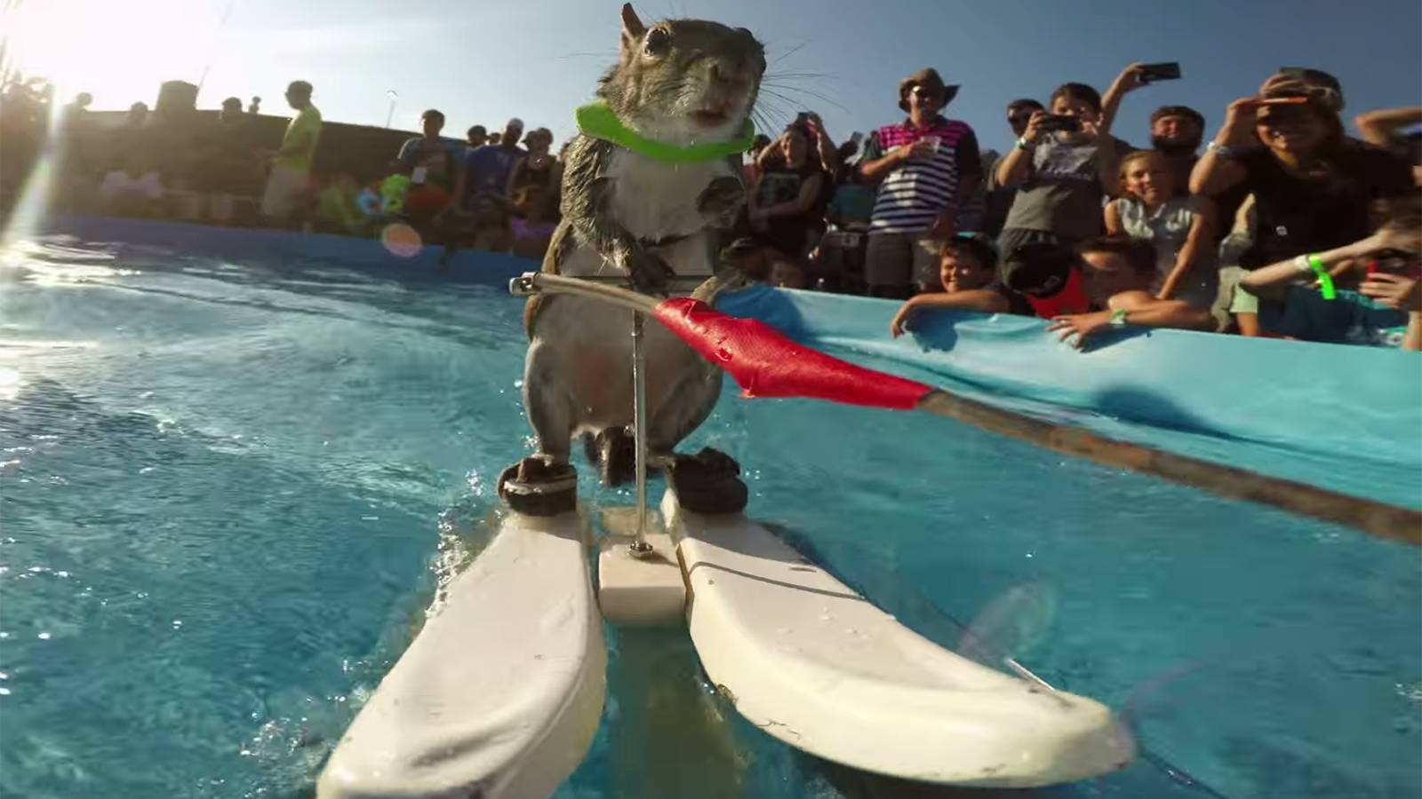 Is there anything better than GoPro footage of a waterskiing squirrel?