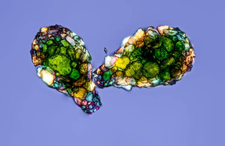 The best science images of the year: Astounding photos from the Royal ...