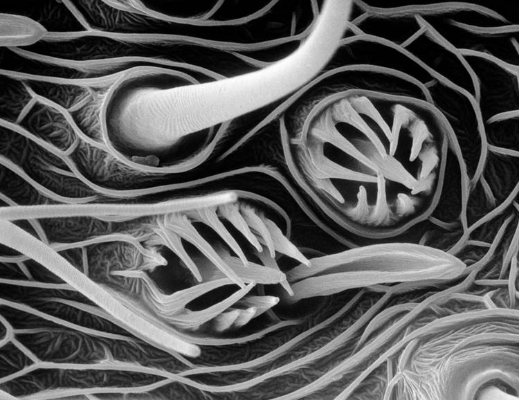The best science images of the year: Astounding photos from the Royal ...