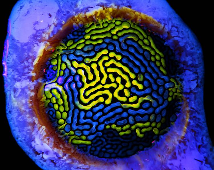 The best science images of the year: Astounding photos from the Royal ...