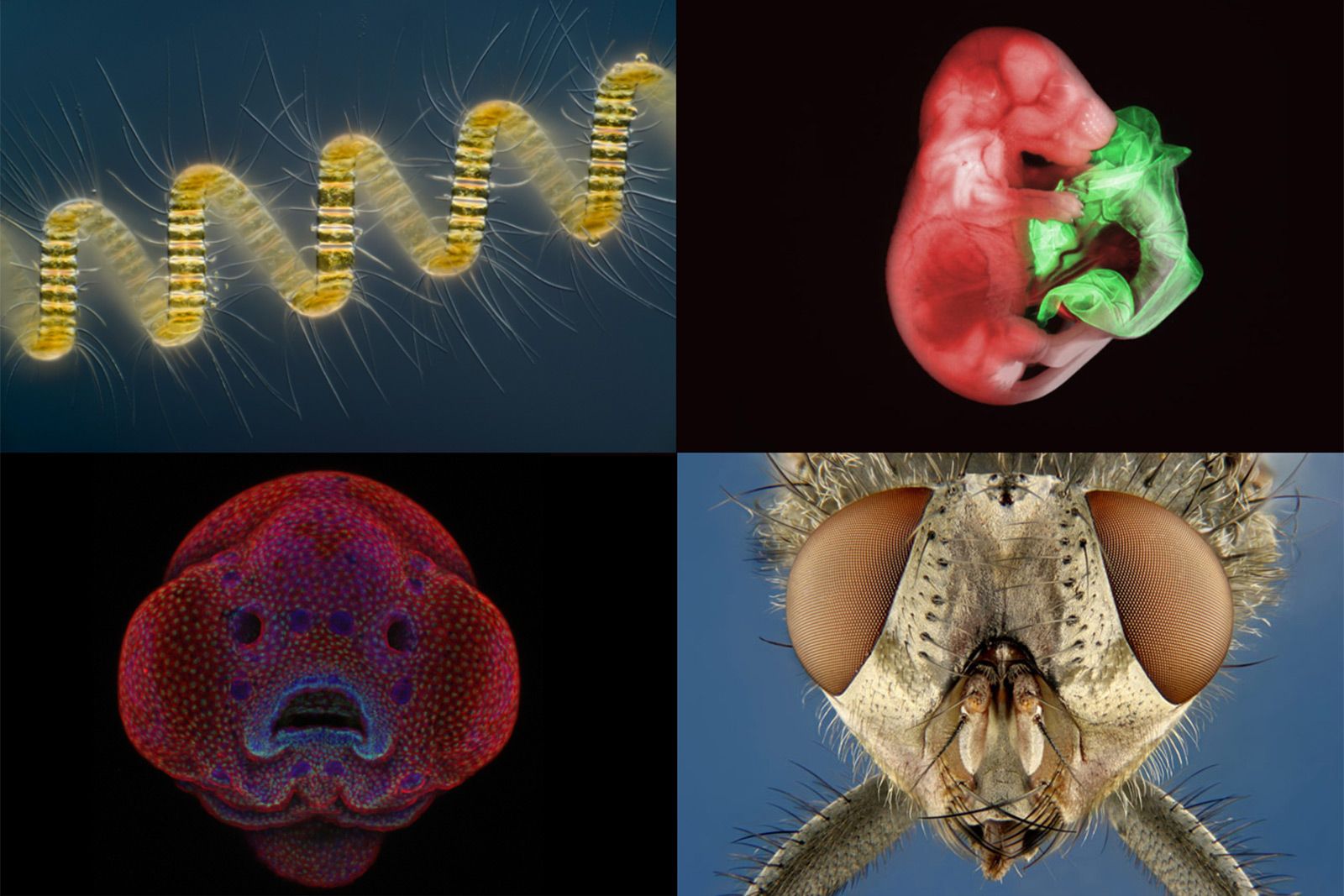 Amazing Images from a Small World image 1