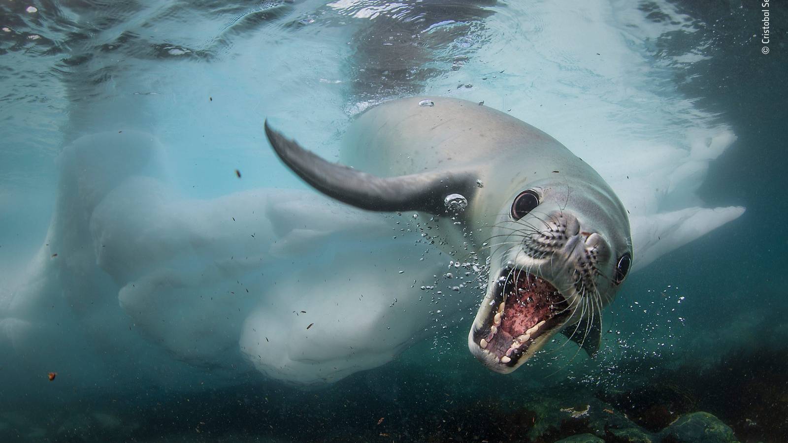 34 stunning images from the Wildlife Photographer of the Year competition