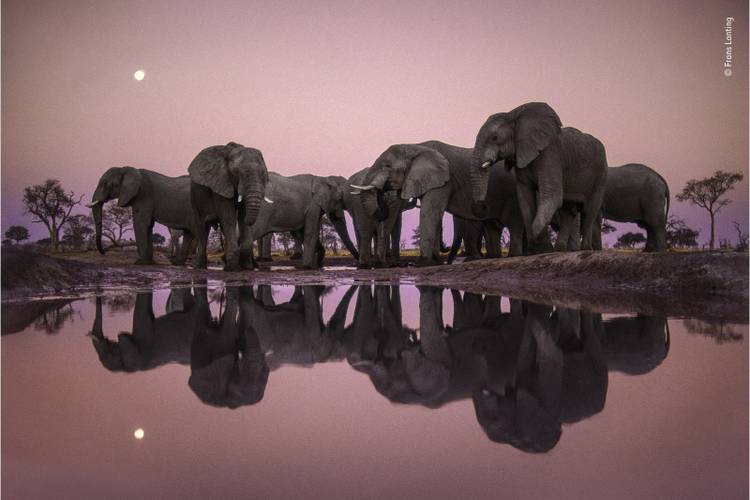 34 stunning images from the Wildlife Photographer of the Year competition