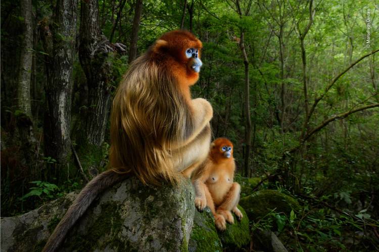 34 stunning images from the Wildlife Photographer of the Year competition