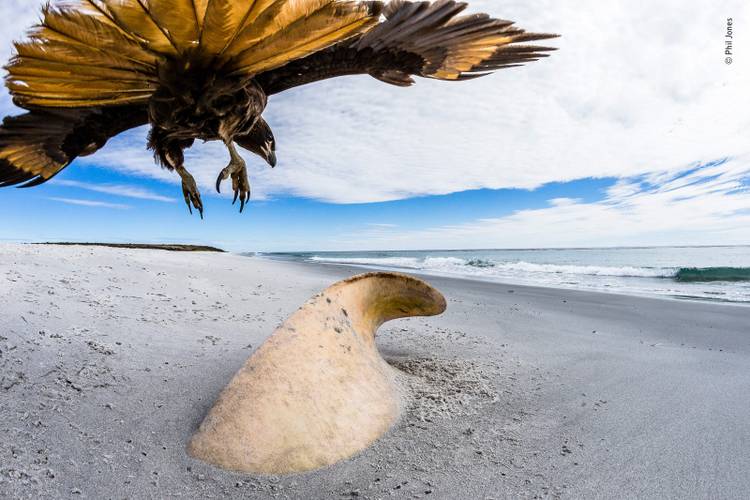 34 stunning images from the Wildlife Photographer of the Year competition