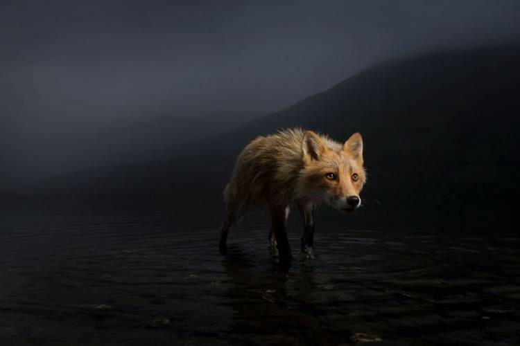 34 stunning images from the Wildlife Photographer of the Year competition