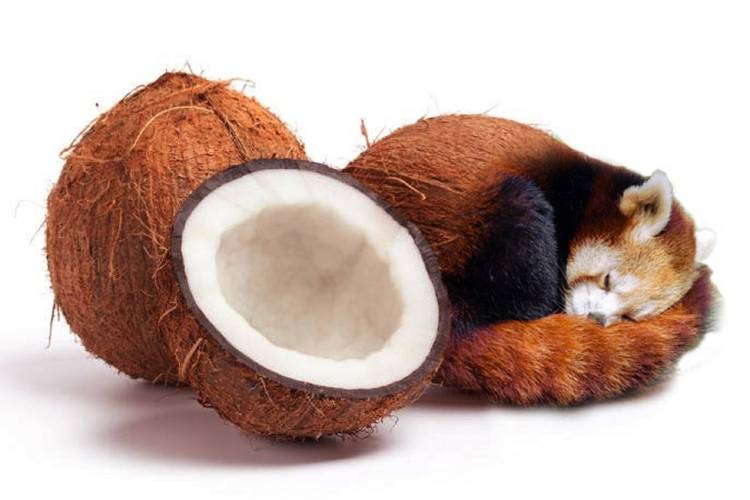 These Photoshop artists have turned pets into delicious foodstuffs photo 5