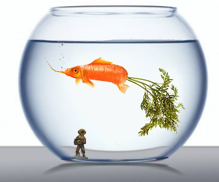 These Photoshop artists have turned pets into delicious foodstuffs photo 8