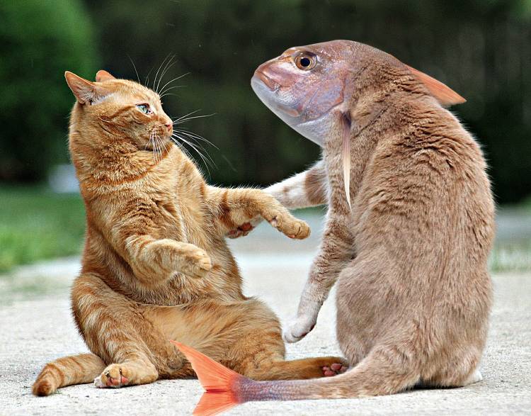 These Photoshop artists have turned pets into delicious foodstuffs photo 9