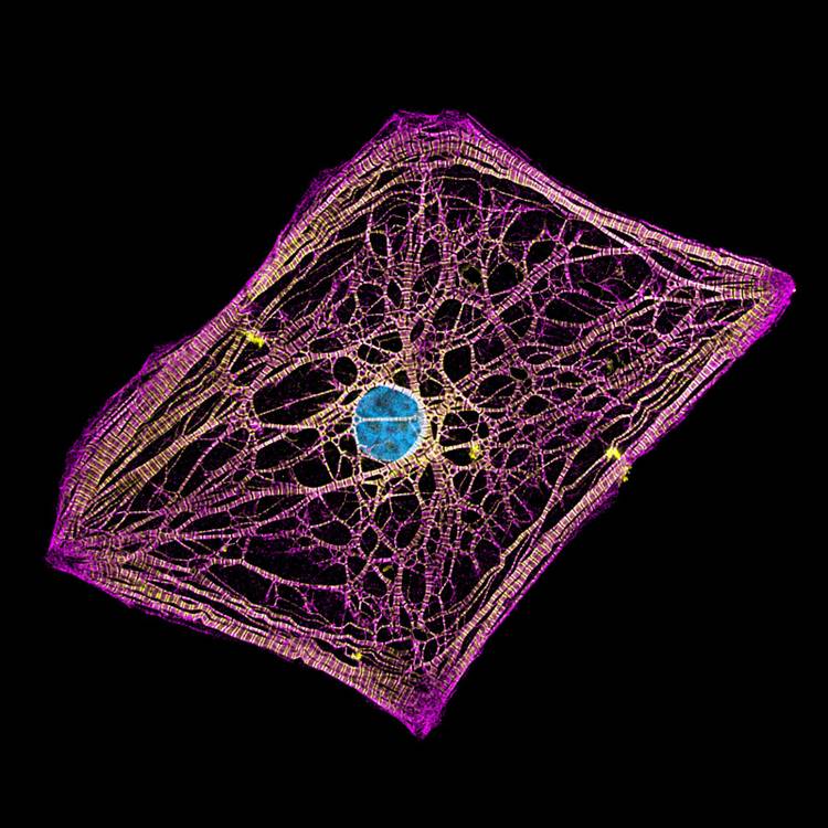 Nikon's Photomicrography Competition gives you a new view of the world