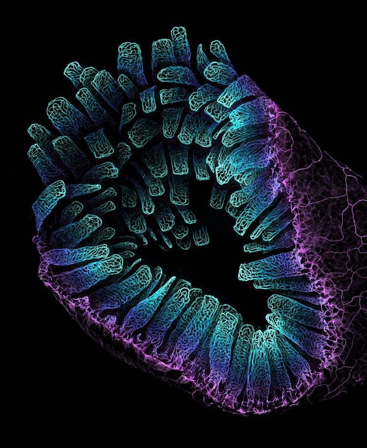 Nikon's Photomicrography Competition gives you a new view of the world