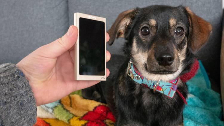 I bought an MP3 player in 2024, and for the first time in years, I ...