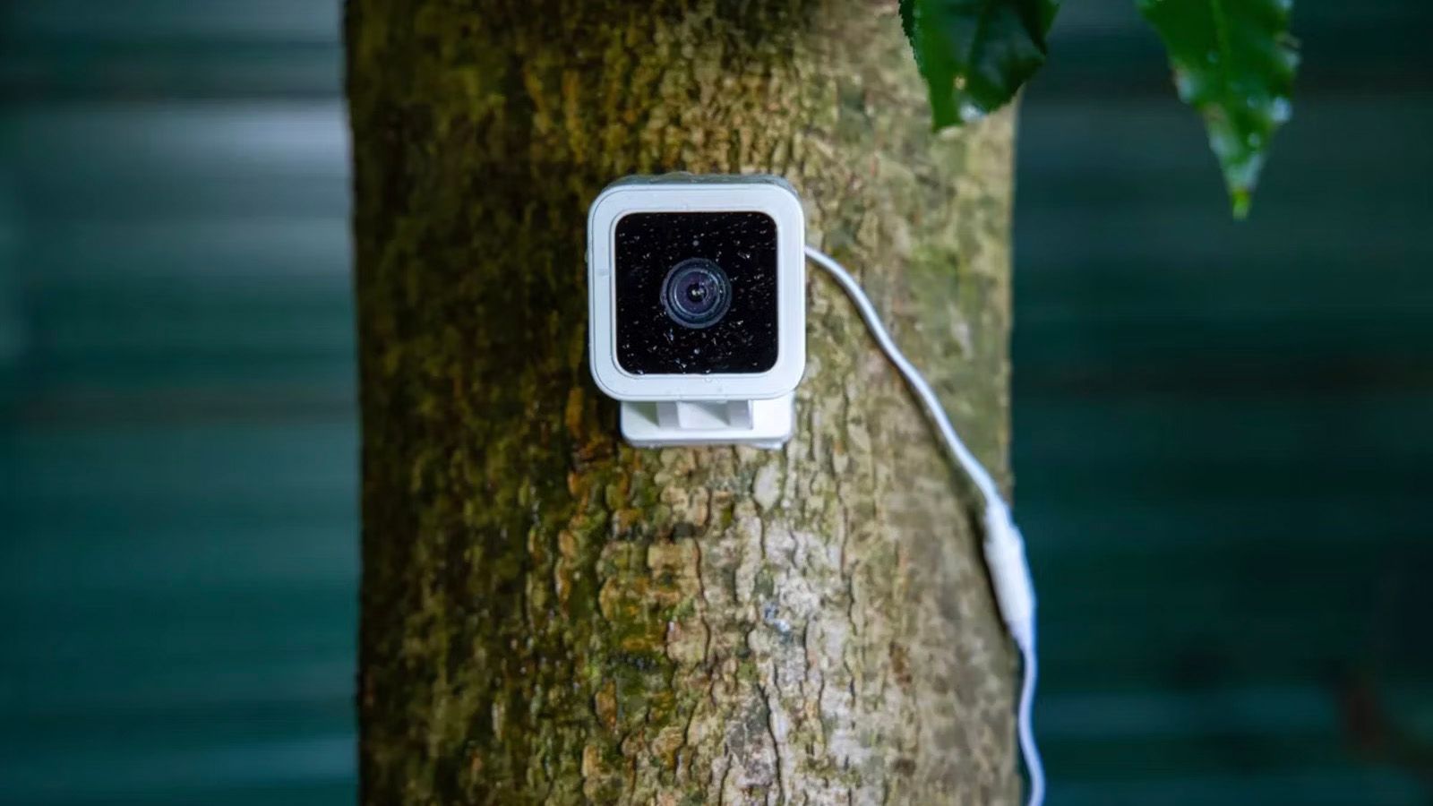 Mounting Wyze camera to a tree in the rain