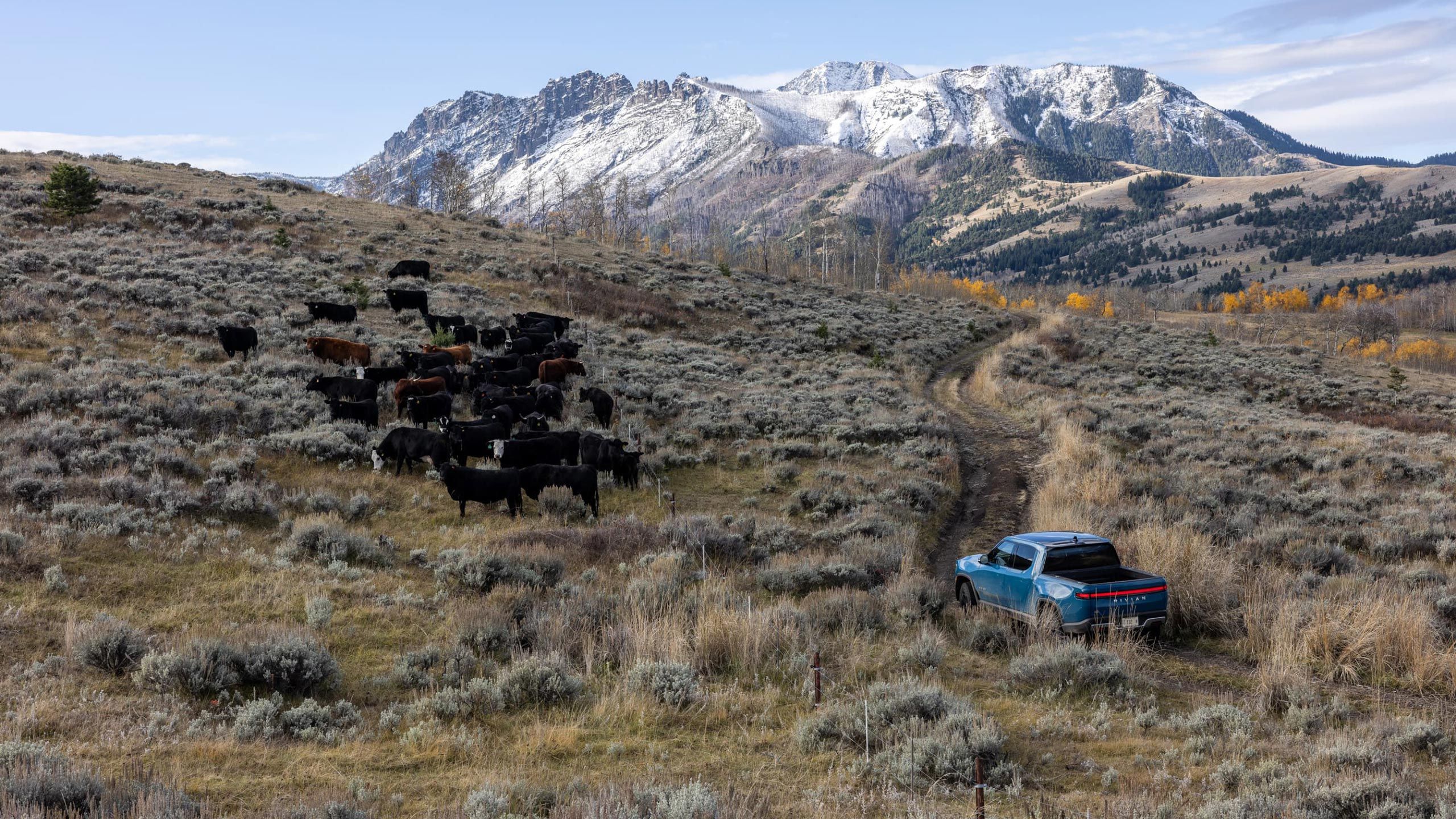 A Rivian R1T drives alongside a group of cattle grazing