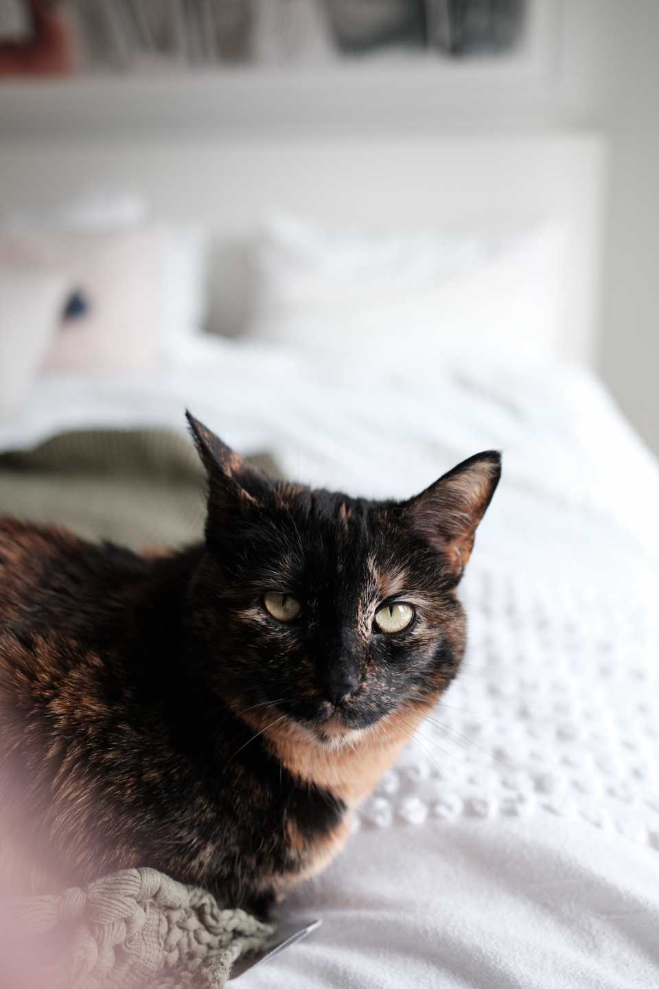 A tortoiseshell cat sits on white bed sheets