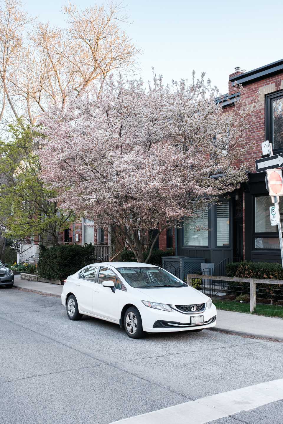 A white car parked under a cherry blossom