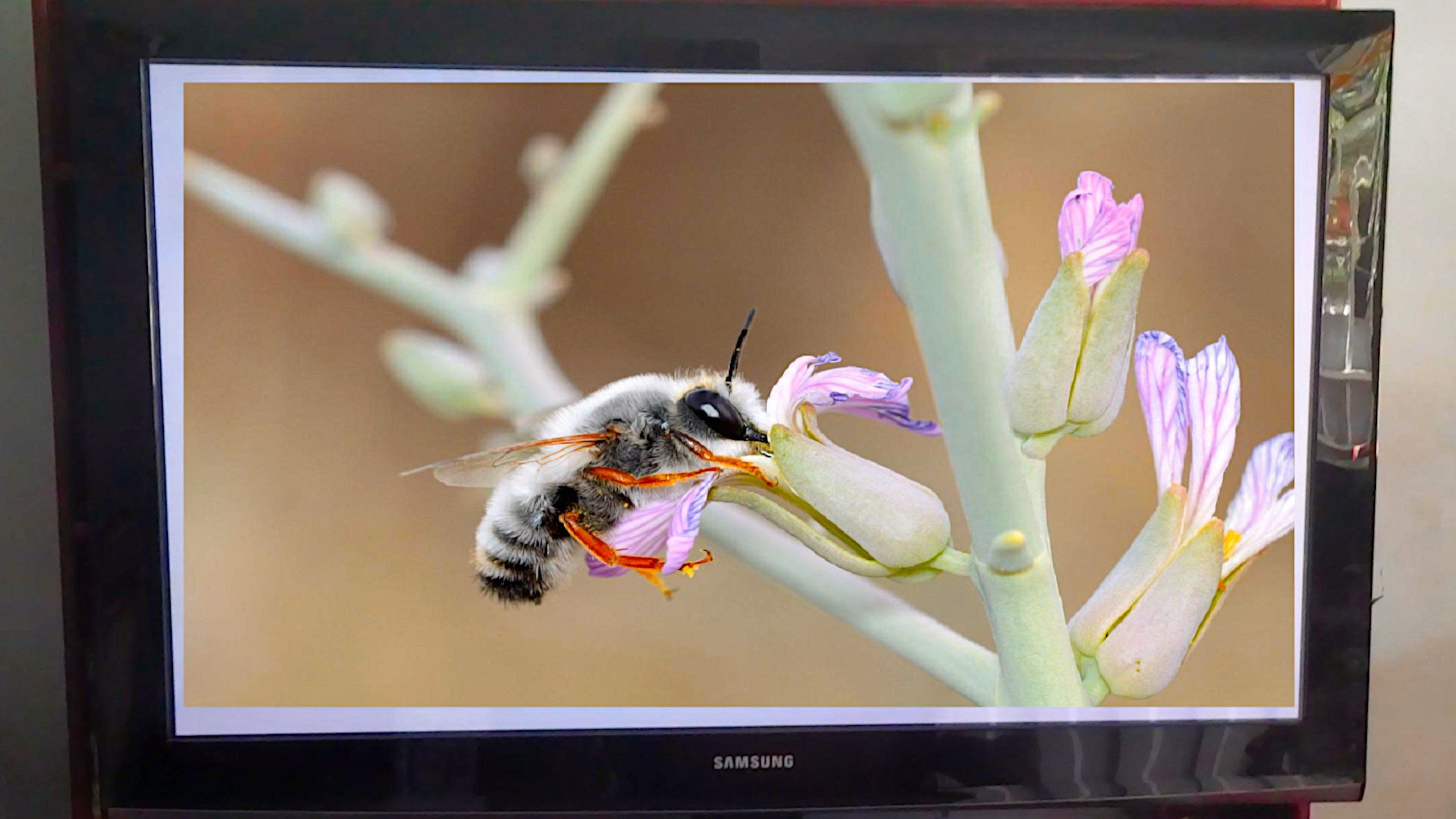 What happened to plasma TVs? Can you still buy one?