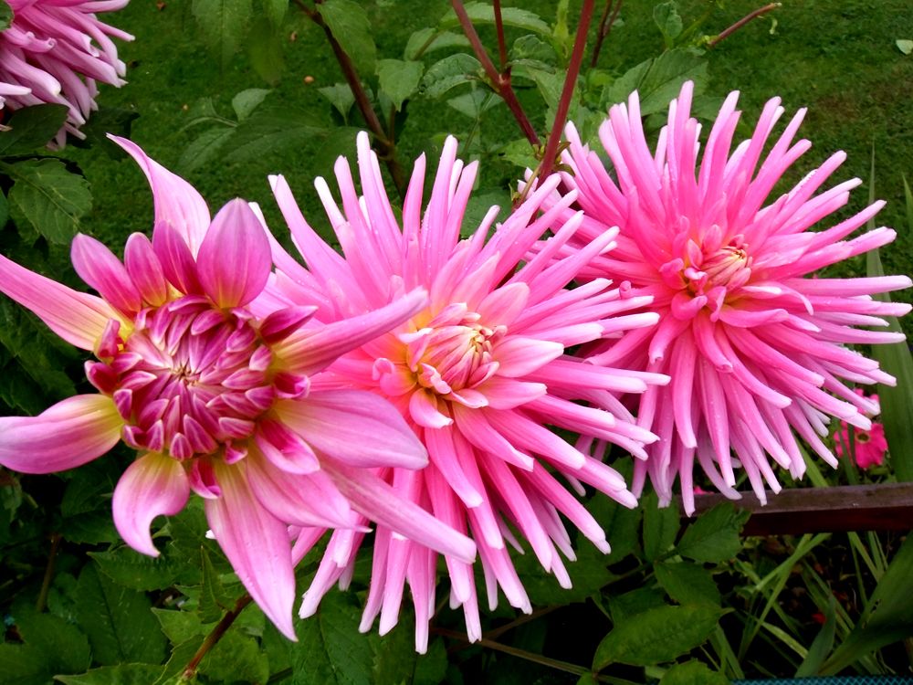 Fujifilm FinePix Z800EXR