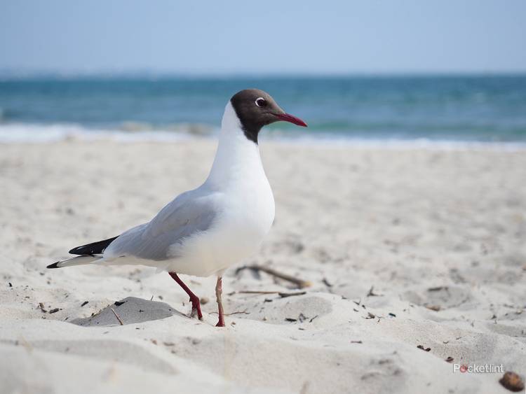 Sample Omd Mark Ii Em5 Mark Iii Omd Em Sample Omd Em5 Mkii OM