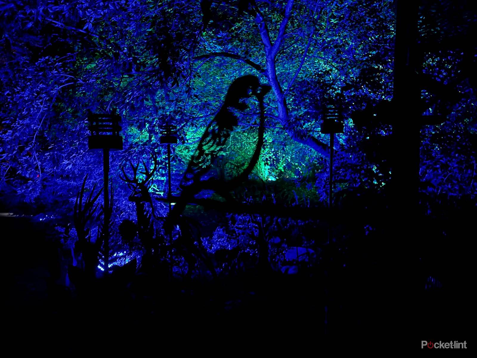 iPhone 13 Pro night mode shots photo 2