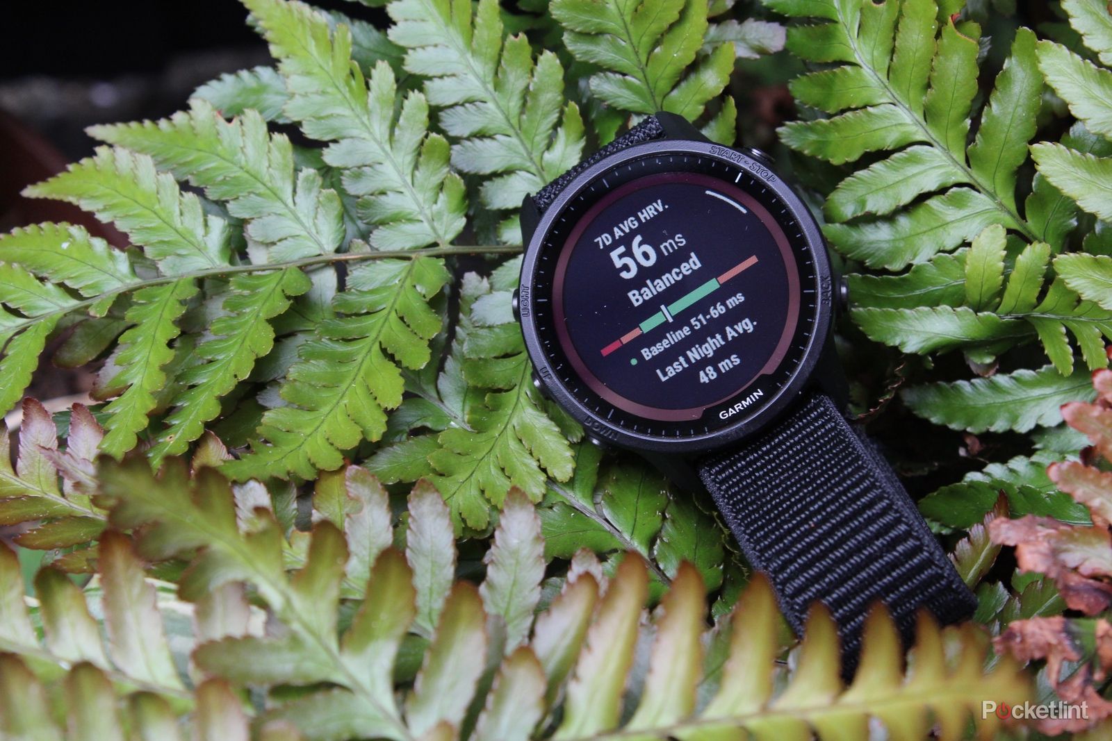 Garmin Forerunner 165 vs Forerunner 55