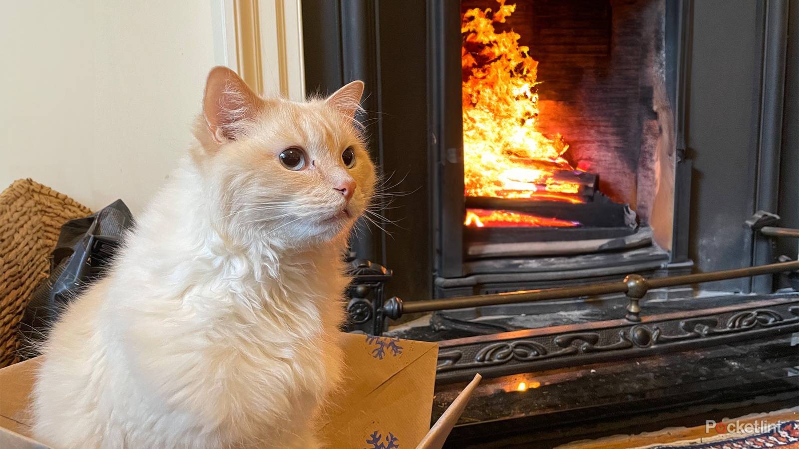 Generative fill - Cat edited