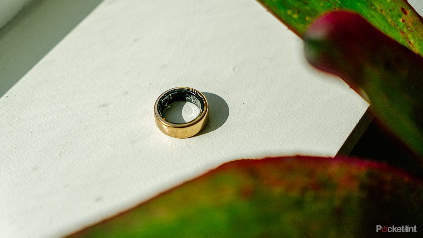 The Oura Ring sits on a white windowsill next to a plant.