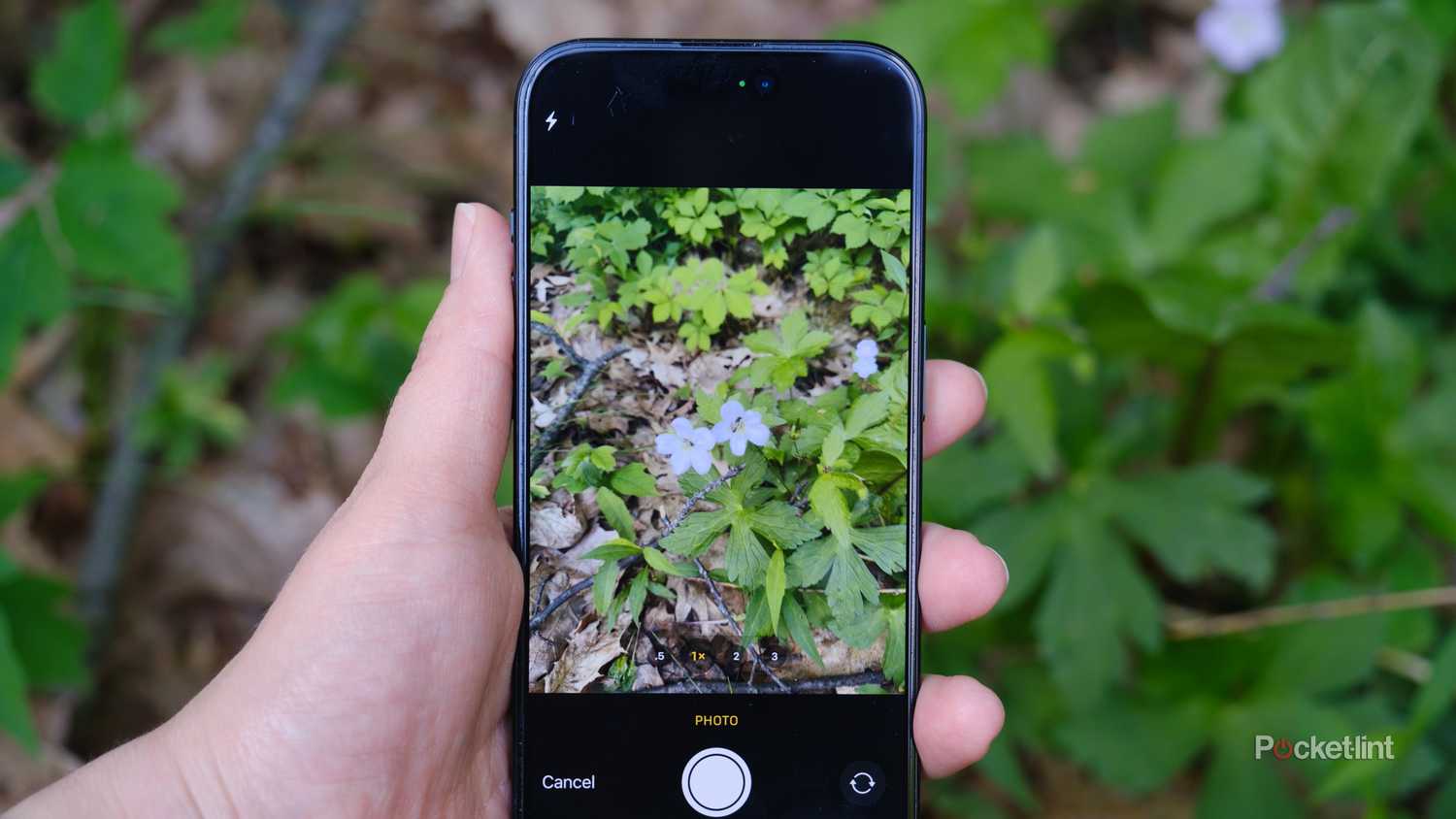 How I use my phone to identify plants for free