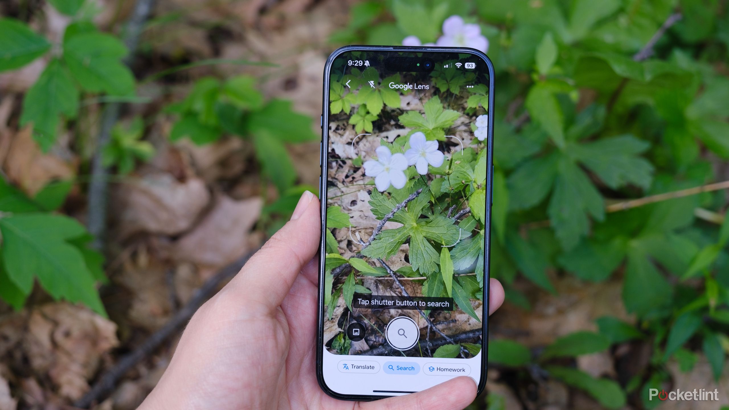 How I use my phone to identify plants for free