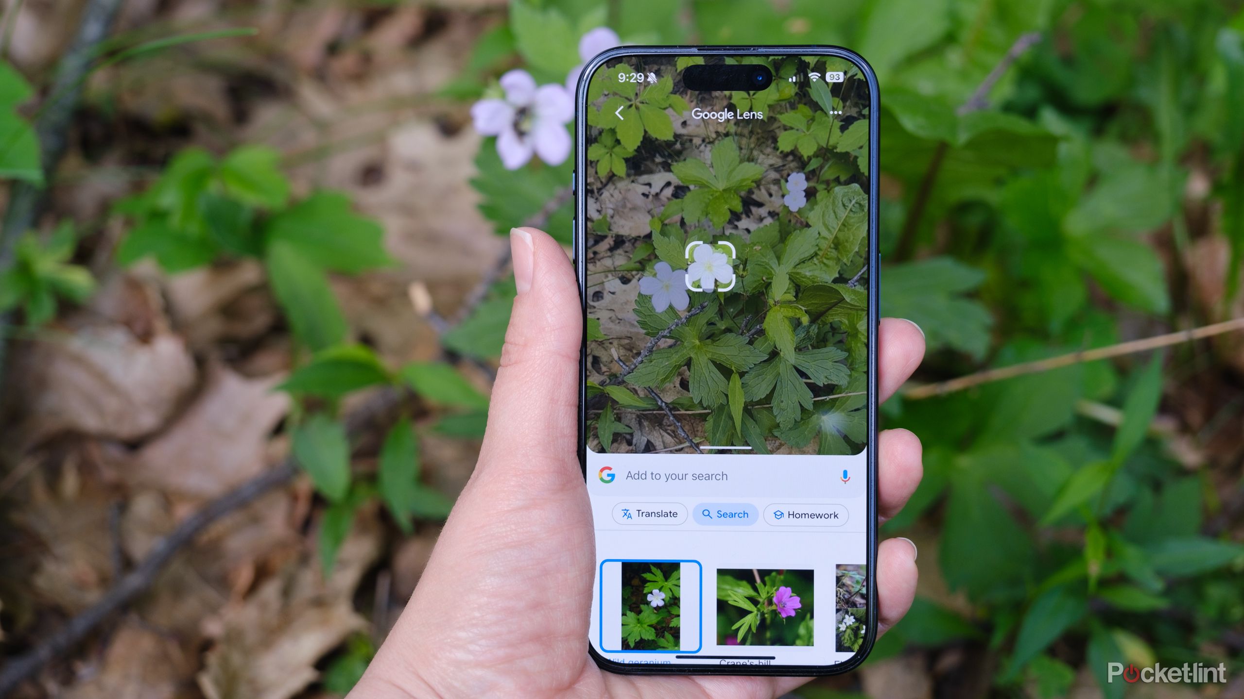 How I use my phone to identify plants for free
