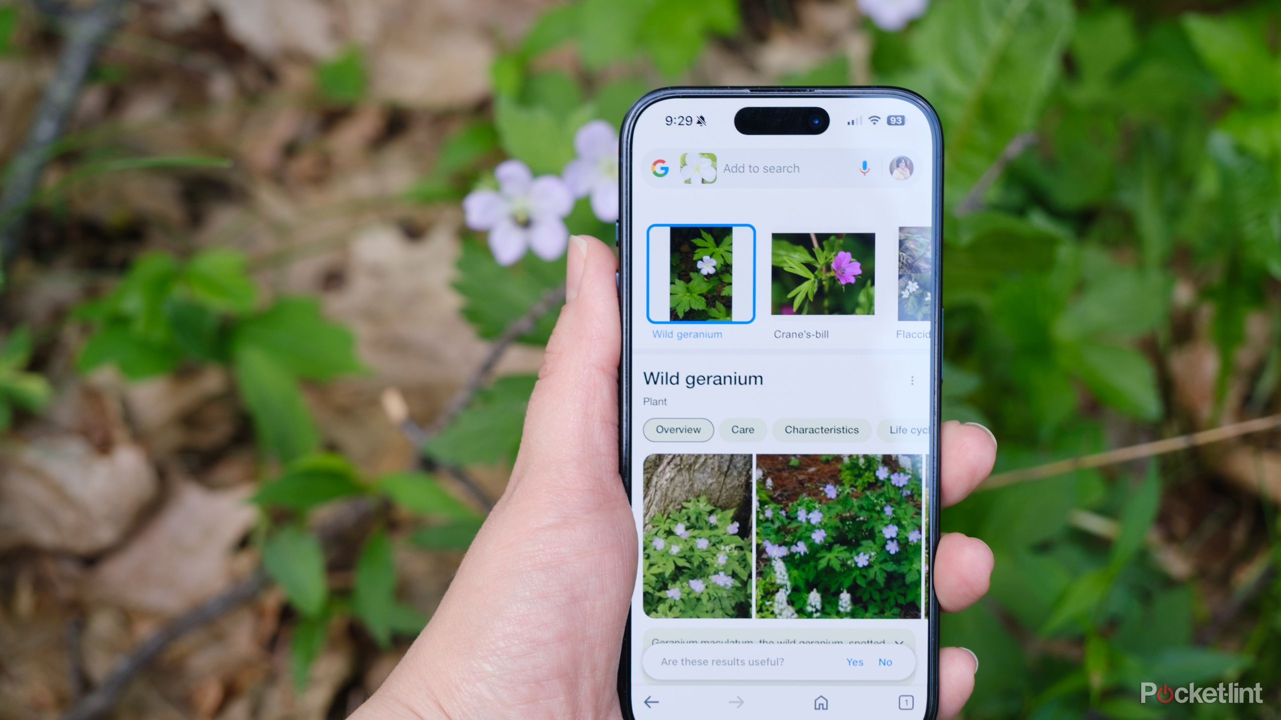 How I use my phone to identify plants for free