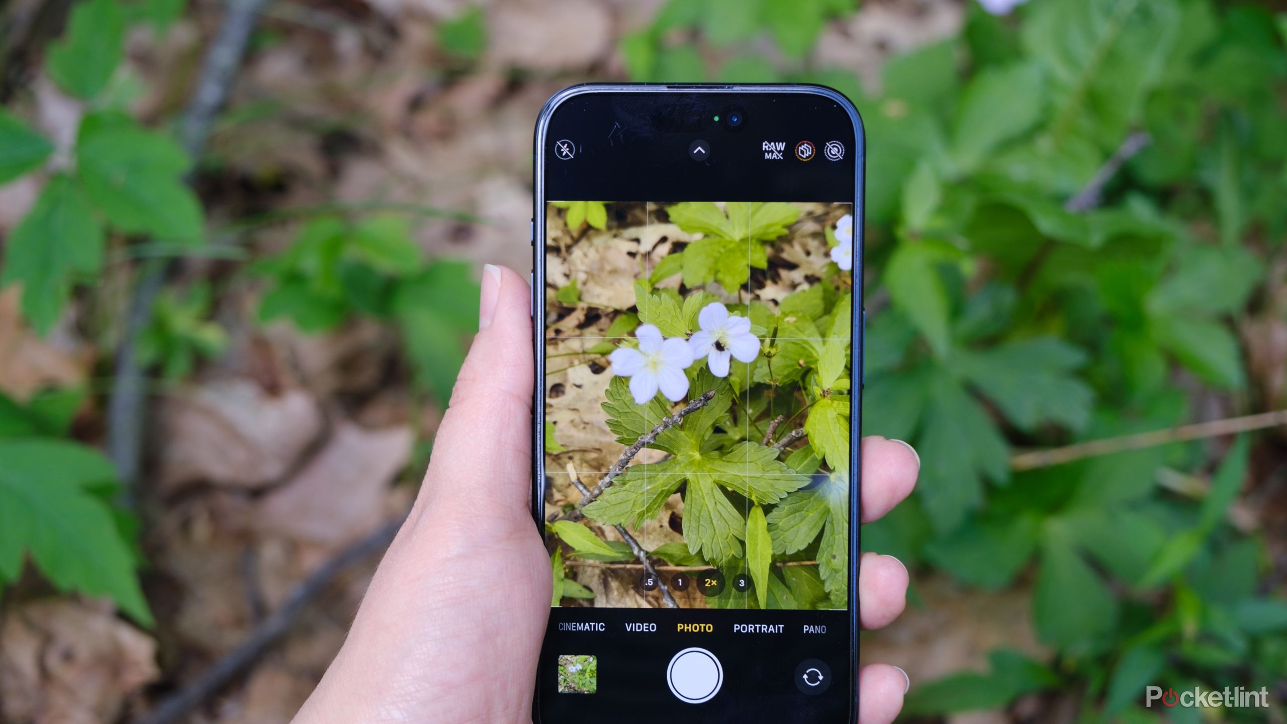 How I use my phone to identify plants for free