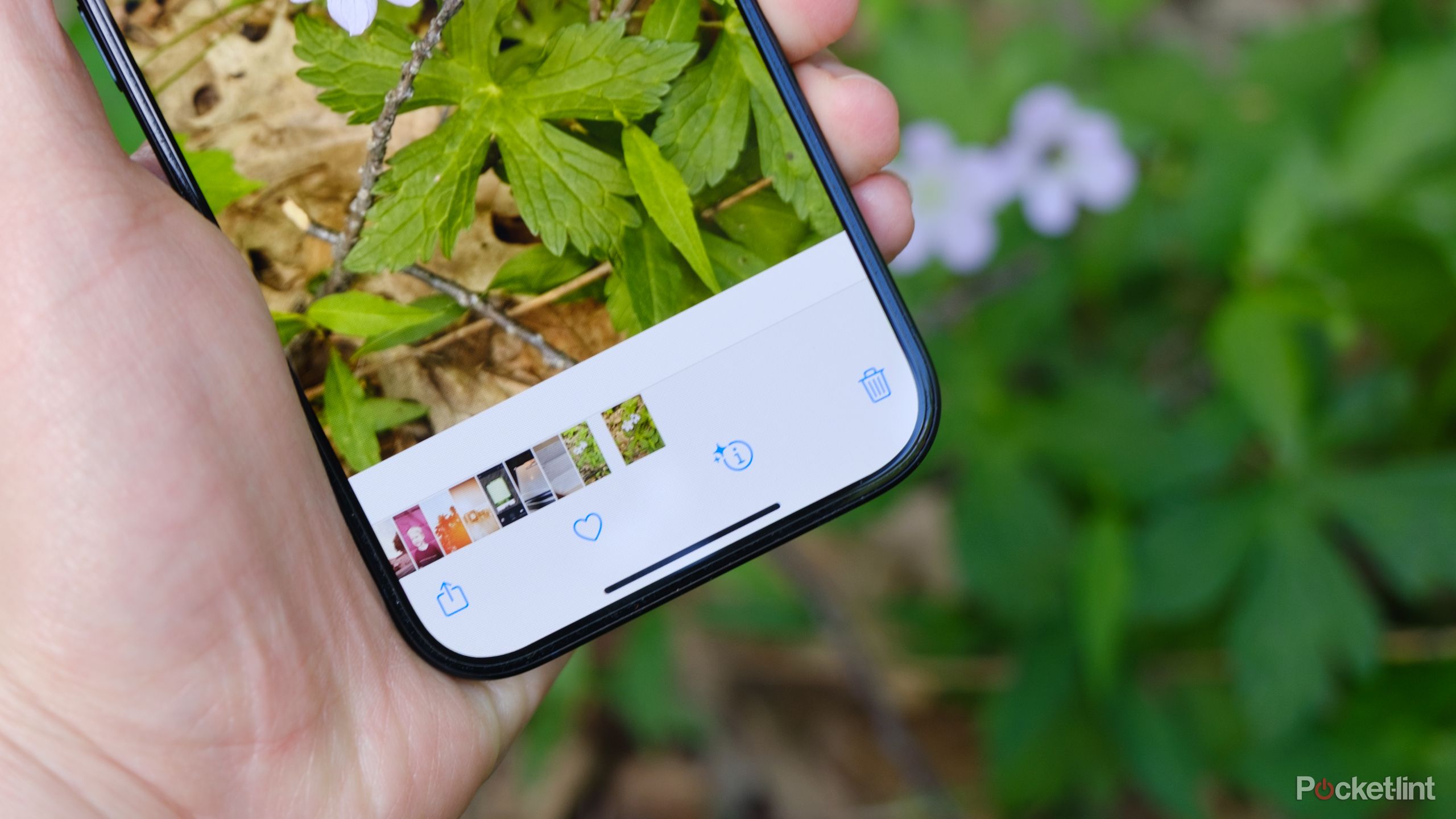 How I use my phone to identify plants for free
