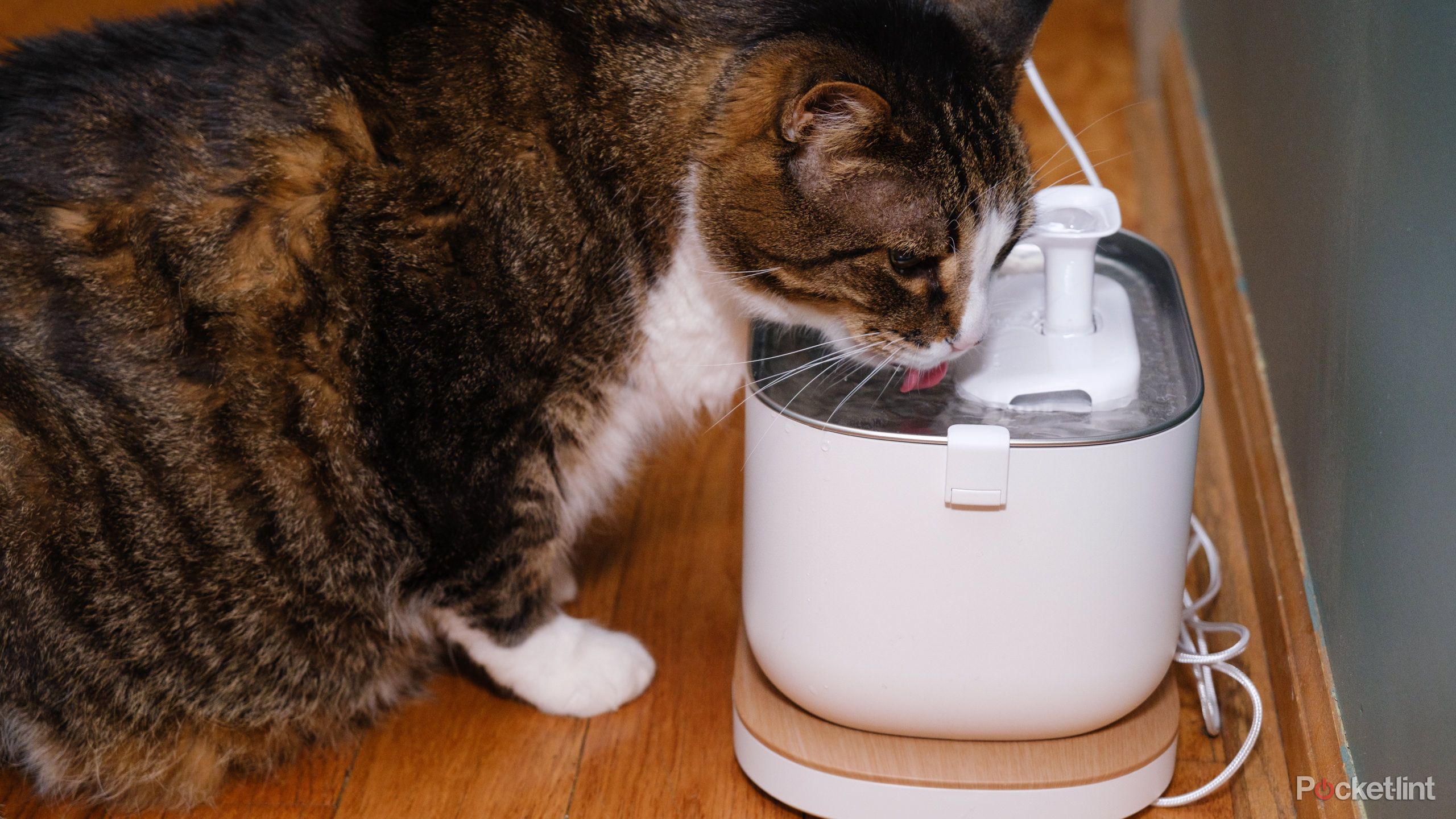Petlibro Dockstream Review: Smart but pricey