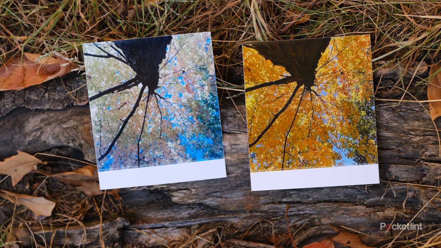 Images shot by the Kodak Mini Shot 3 Retro (left) compared to an image shot on an iPhone 15 Pro