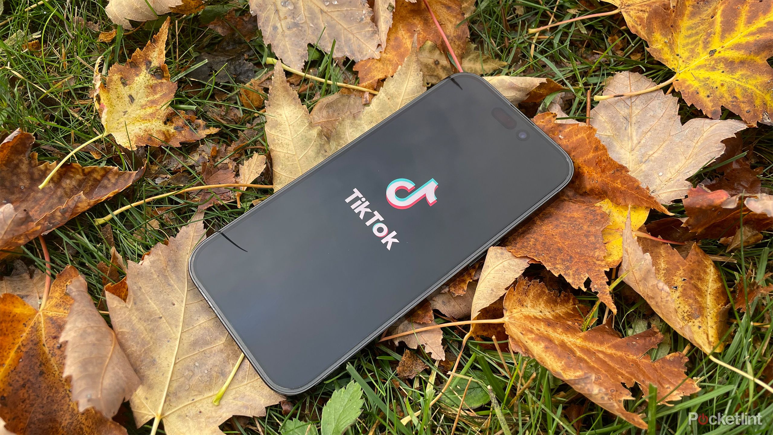 TikTok on an iPhone in leaf pile.