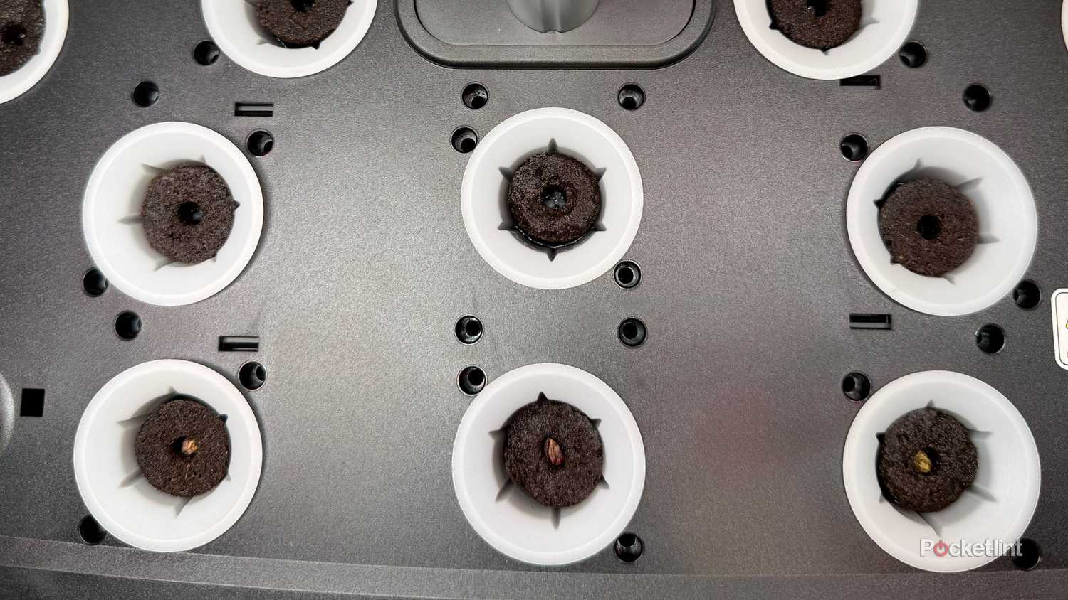 Cups in the hydroponic garden. 