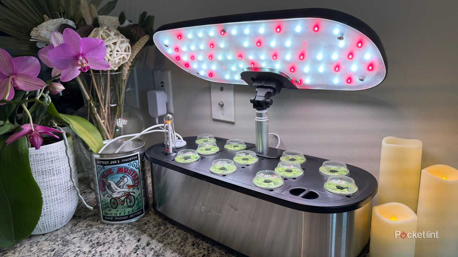 A hydroponic garden. 