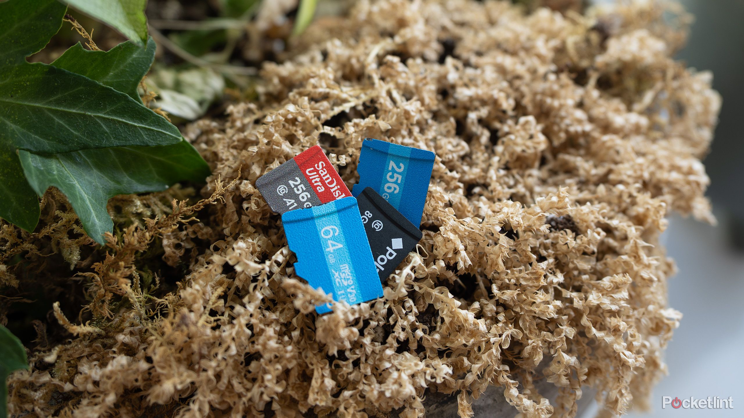 microSD cards sitting in a dead plant