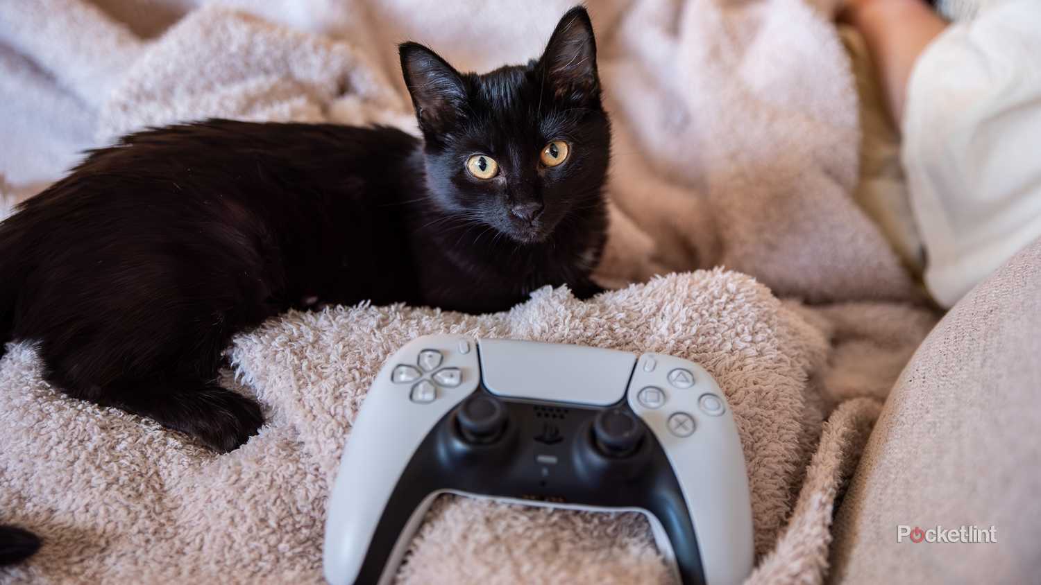 A still photo of a cat and a PlayStation 5 controller. 