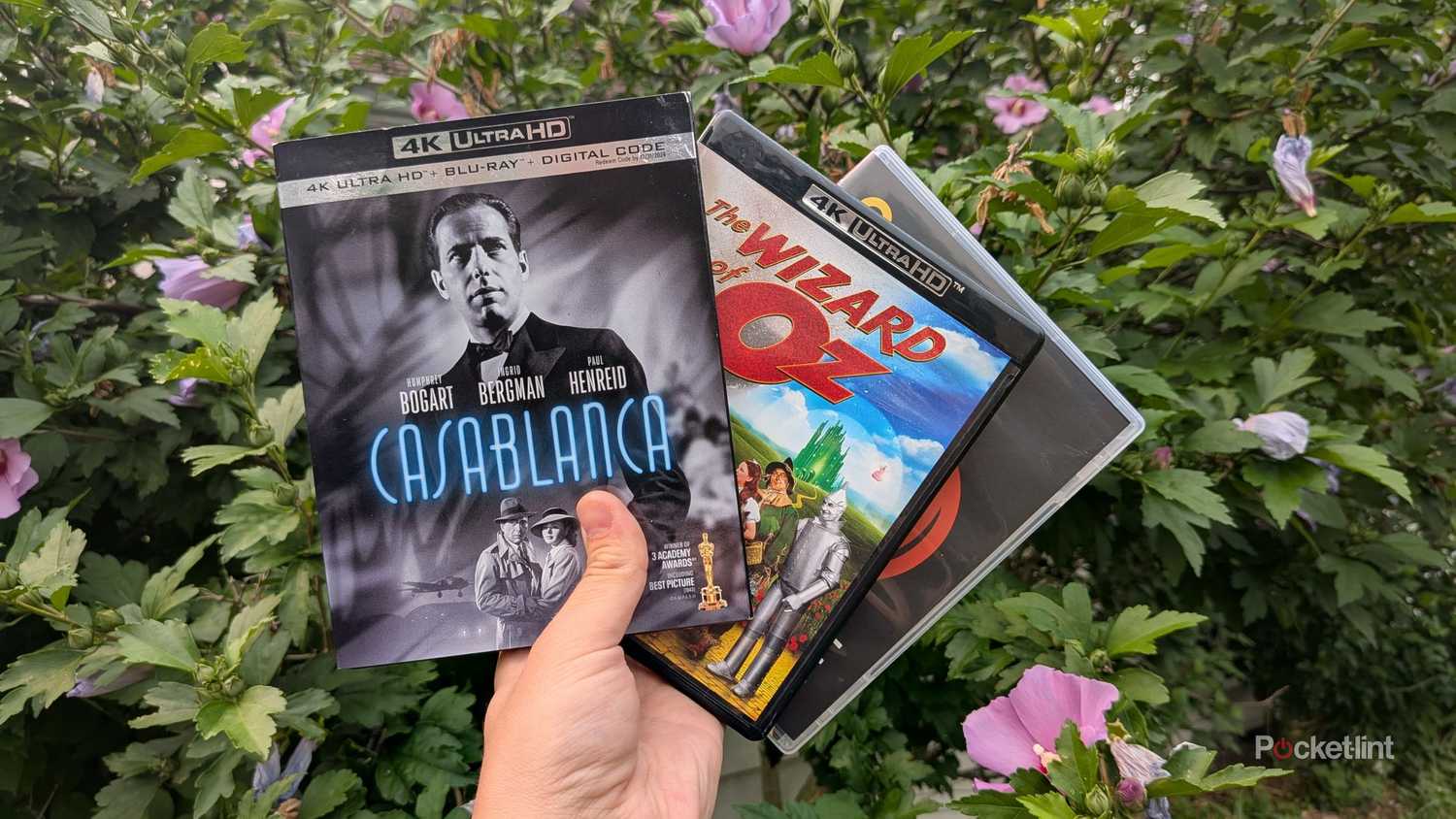 A person holding Casablanca, The Wizard of Oz, and Charade outside.
