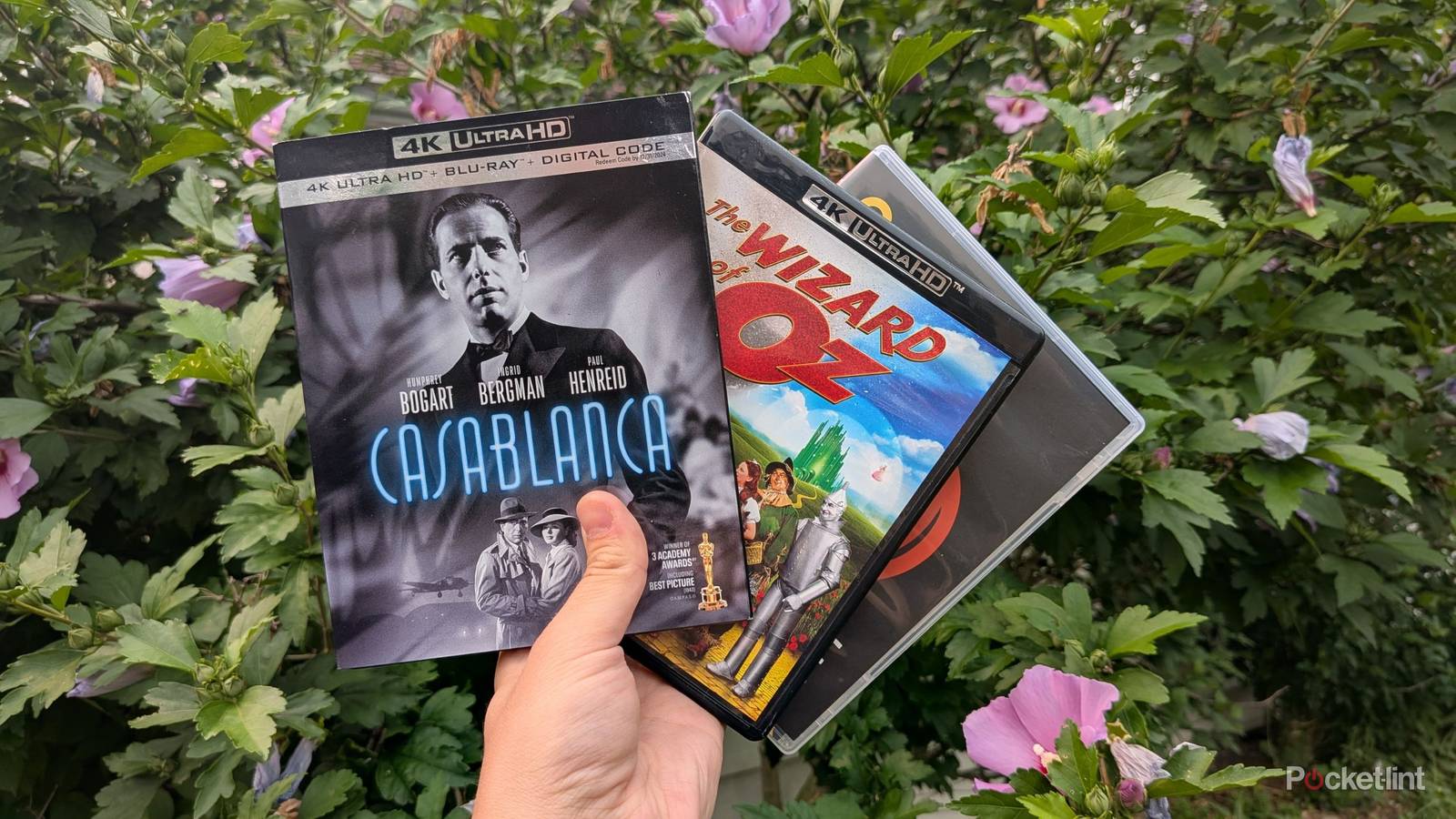 4K Blu-ray makes a huge difference when you're watching this specific film genre