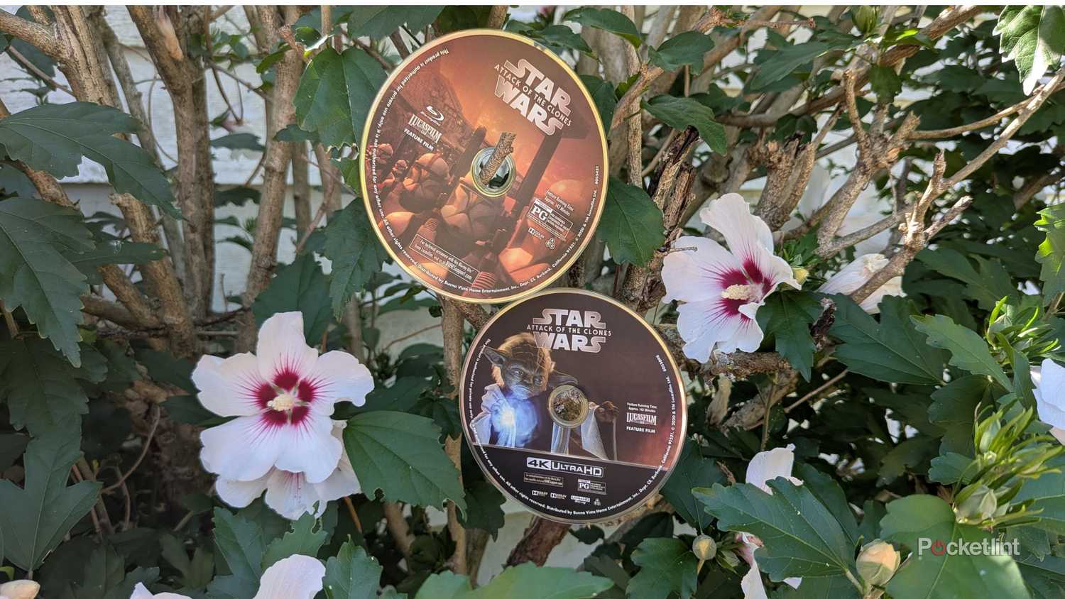 Attack of the Clones Blu-ray and 4K Blu-ray hanging on a tree.